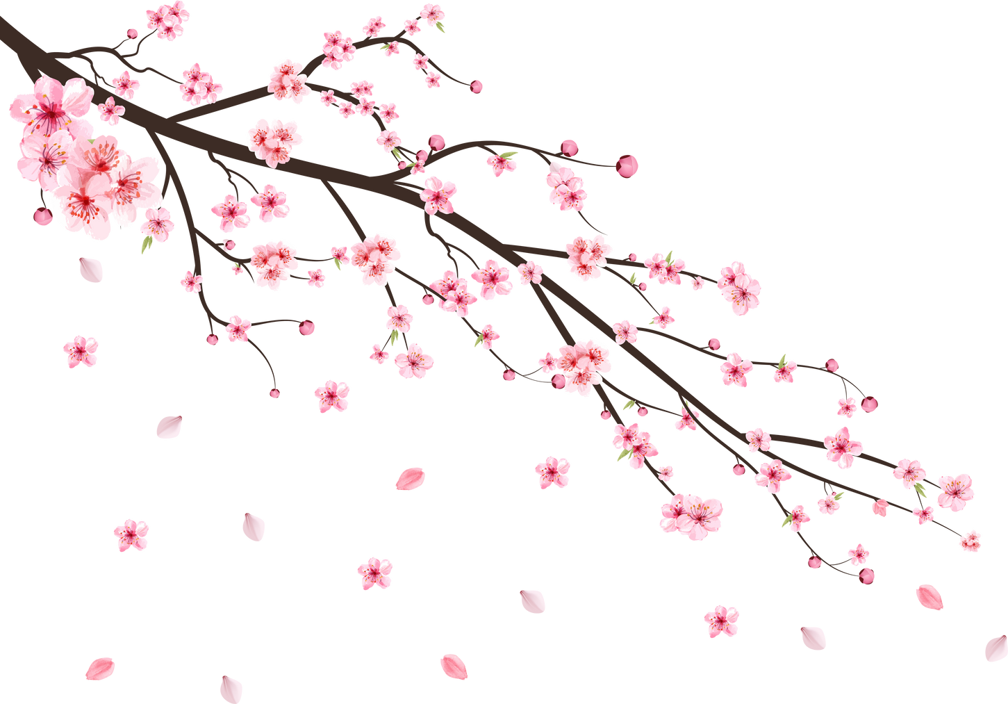 Cherry blossom with watercolor Sakura flower. Cherry blossom leaves falling. Realistic sakura branch vector. Japanese Cherry blossom vector. Pink Sakura flower falling. Cherry branch with Sakura.